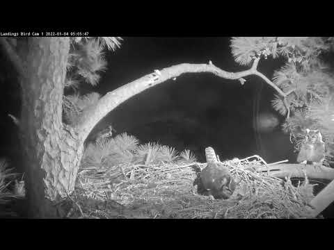 Great Horned Owls Return To Savannah Nest To Court And Mate – Jan. 4, 2022