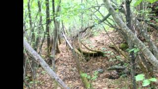 Wandering and Wondering (Jon Andrew)