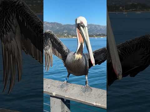 Beautiful brown pelican at Santa Barbara Pier #pelican #seabird #cuteanimal #santabarbara #pier