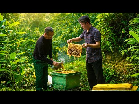 Opening a Beehive in the Middle of the Forest – A Surprising Amount of Honey Inside