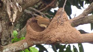 João de barro construindo a casa e a simplicidade dos animais