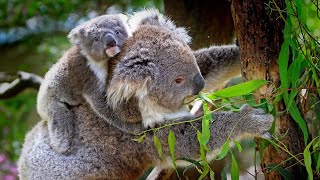 Download lagu Cute Koalas Playing Funny Koala Bears [Funny Pets] mp3