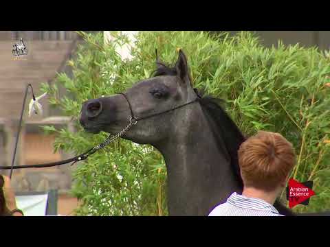 N.12 KAMILA - 2017 Italian Nationals - Yearling Fillies (Class 1B)