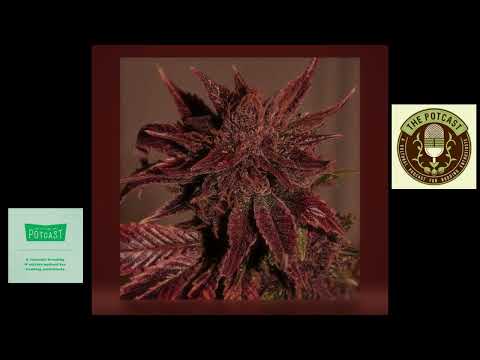 Episode 84.5 Ft NotSoDog