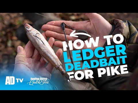 So verwenden Sie toten Köder für Hechte - Aufbau erklärt - Predator Qickbite