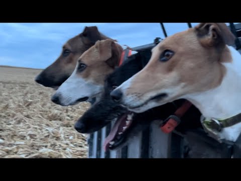 Coyote Hunting With Greyhounds in Iowa! 5 Coyote day!