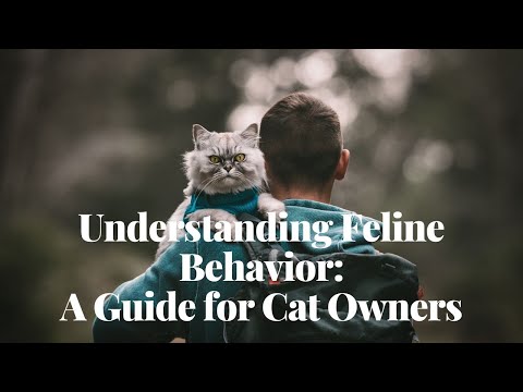 Understanding Feline Behavior | A Guide for Cat Owners