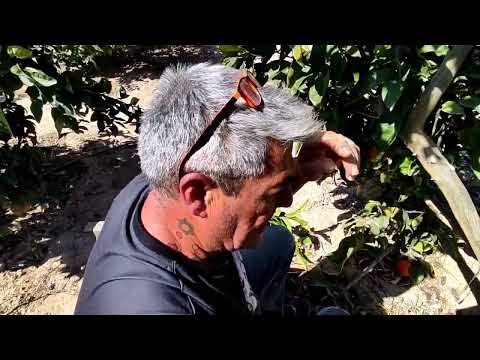 Injerto de Naranjo y limón en pie de naranjo