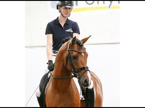 DWAYNE JOHNSON 4j. Hengst v. Dance Star AT