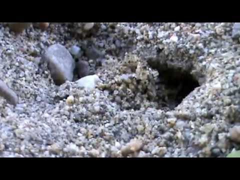 Philanthus triangulum kills bee and digs its nest