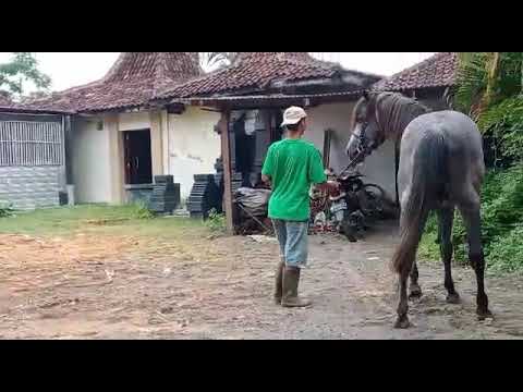 , title : 'proses perkawinan kuda negro dengan Jawa .  no sensor'