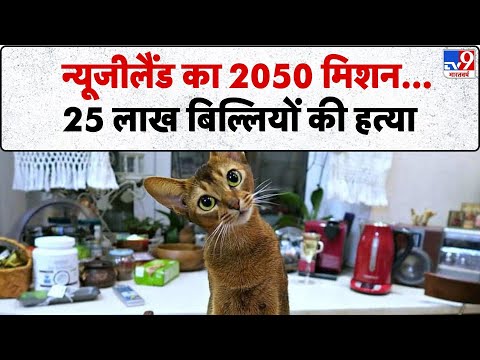 New Zealand Cat News: न्यूजीलैंड का 2050 मिशन...25 लाख बिल्लियों की हत्या