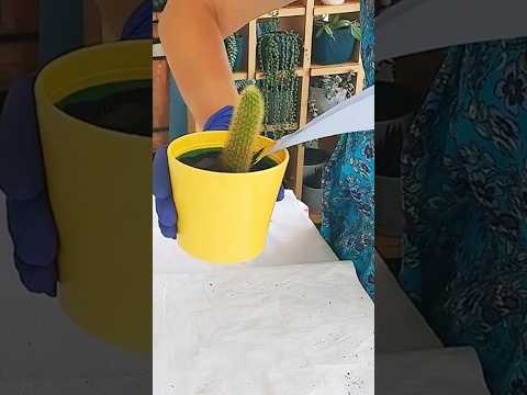 ￼ Cansu’yu olmadan olmaz #can #cansu #maymunah #flowers #cactus #çiçek #çiçekbakimi #çiçekbakımı