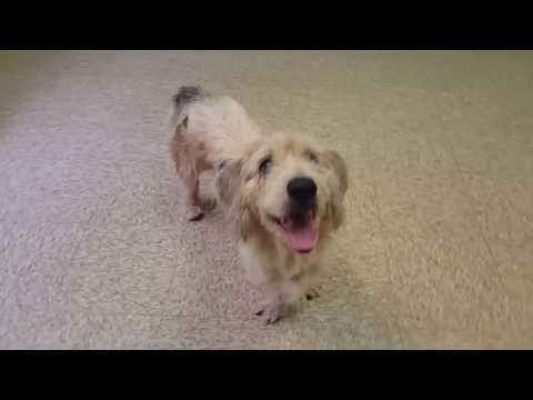 Bob, an adopted Petit Basset Griffon Vendeen Mix in Normal, IL_image-1