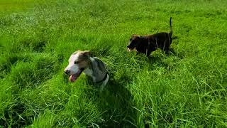 Catahoula Bulldog Puppies Videos