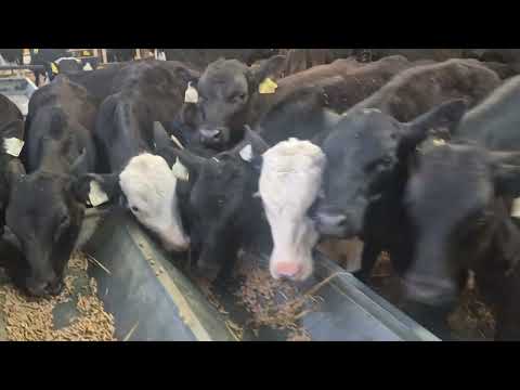 30 Aberdeen Angus/ Hereford bulls - Image 2