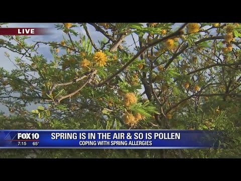 Pollen Count Phoenix