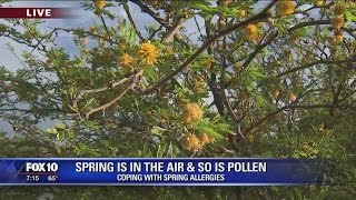 Pollen in love with you Coping with spring allergies in Arizona
