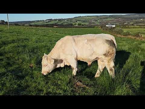 Charolais Bull - Image 2