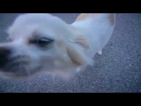 Bashmotion Vlog 098 - Басейни