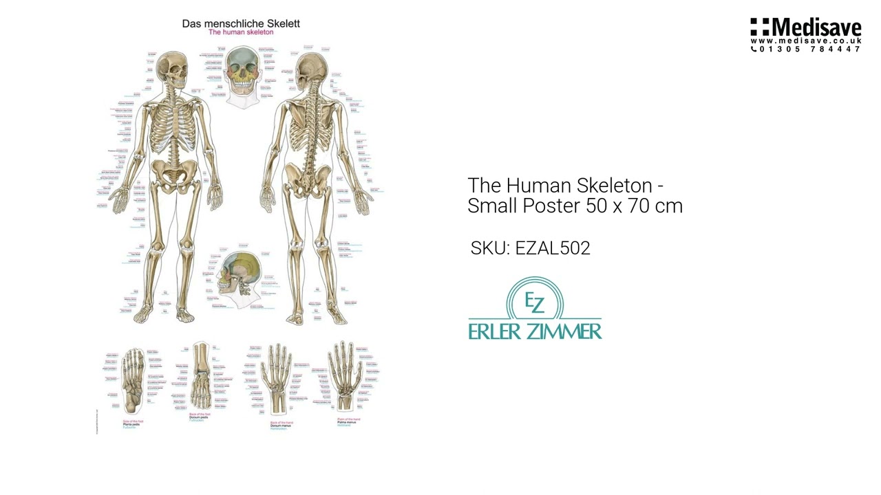 The Human Skeleton Small Poster 50 x 70 cm EZAL502