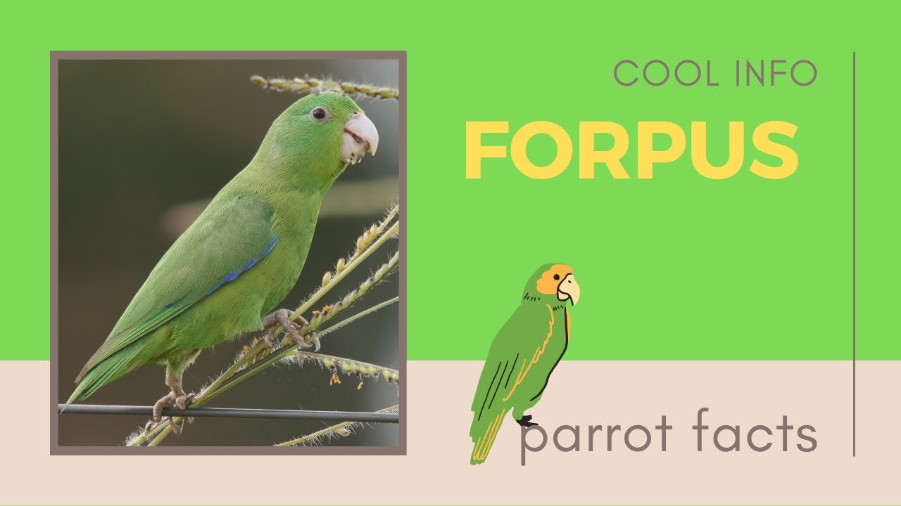 Forpus facts 🦜 Parrotlets 🦜