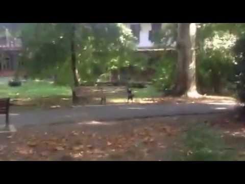 STATIUNEA BALNEARĂ BUZIAȘ -TIMIȘ