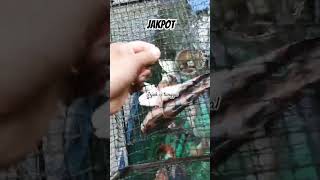 Download lagu Rezeki ini coy....🤲 #bubuikansungai #alattangkapikan #ikanbetutu mp3