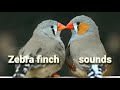 Zebra finch sounds 1 Hour - bird singing nature helps relax bird sound