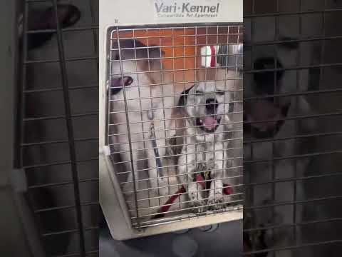 Come fly into the lookout with us! The flight lasted 15 minutes, as opposed to the almost 5 hours it