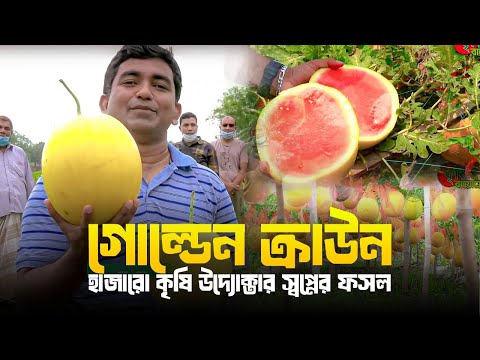 গোল্ডেন ক্রাউন- হাজারো কৃষি উদ্যোক্তার স্বপ্নের ফসল