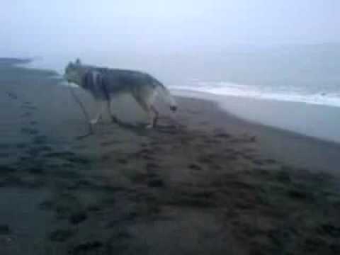 Canelupocecoslovacco Olcan Arimminum Pasquetta 2009