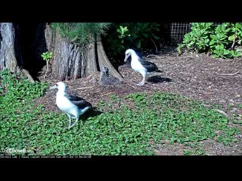 Pilialoha Chases Albatrosses Away From Kalama – Mar. 13, 2017
