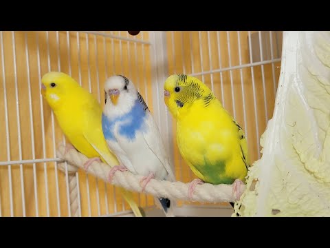 12 Hr Help Quiet Parakeets Sing by Playing This, Cute Budgies Chirping. Reduce Stress of lonely Bird