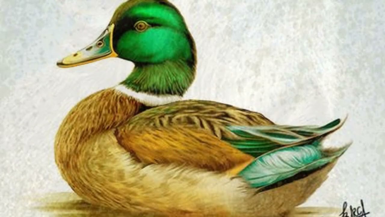 Wildlife Royalty Art That Breathes 432Hz Ambient Meditation Loop