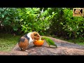 No Ad Interruptions Cat TV For Cats To Watch Cute Little Birds With Squirrel Mania ️10 Hrs 4K HDR