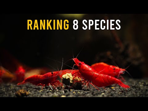 8 INCREDIBLE Shrimp Species You Need For Your Aquarium!