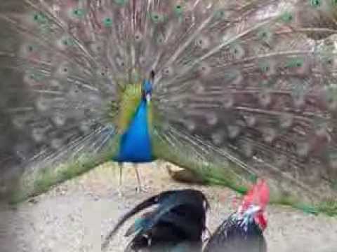 balzender Pfau 2 3 2014 Min 2,01