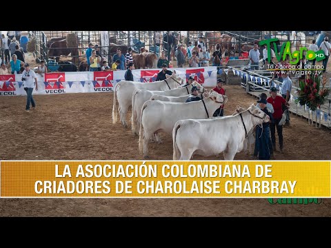 , title : 'La Asociacion Colombiana de Criadores de Charolaise Charbray- TvAgro por Juan Gonzalo Angel Restrepo'