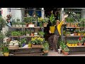 Plantenwinkel in Utrecht mag niet langer de bloemetjes buiten zetten [RTV Utrecht]
