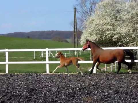 RM Roses Touch v. Diamond Touch x CdL/Top Nonstop