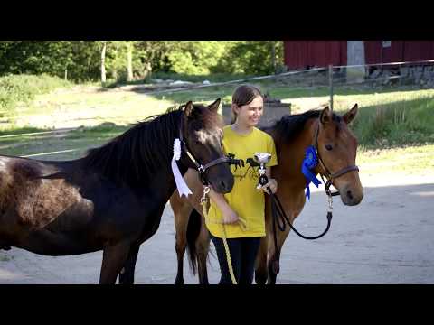 Ponnytrav med Mormors Panzar och LG:s Formelette på Jägersro