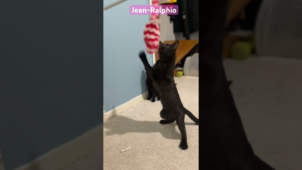 Enlarge Jean Ralphio, a Adoptable mixed breed in Gardena, CA video 4/4