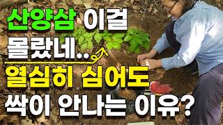 장뇌삼 산양삼 씨앗 모종 열심히 심어도 싹이 않나는 이유 이것때문입니다