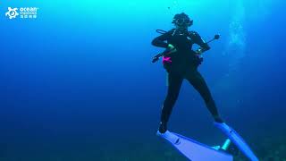 科摩多 小水族館放流潛