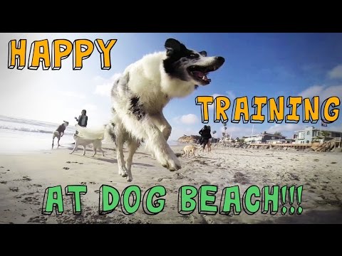 What is Clicker Training