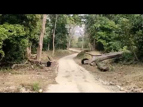 Corbett Tiger Reserve: Life of a Forest Ranger, by Aslam Khan (for Moneycontrol.com)