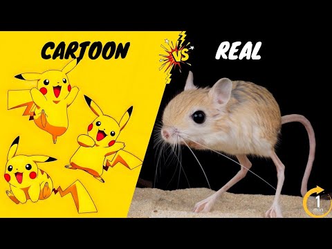 Jerboa | The Real Life Pokémon| Animal Ethics
