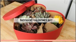 Perfect Valentine's Day Gift💗 | Succulent Gift Box // Angel's Grove Co