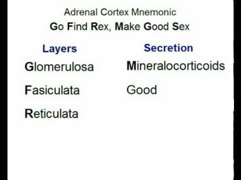 Adrenal Cortex Layers & Secretions